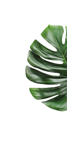 right leaf